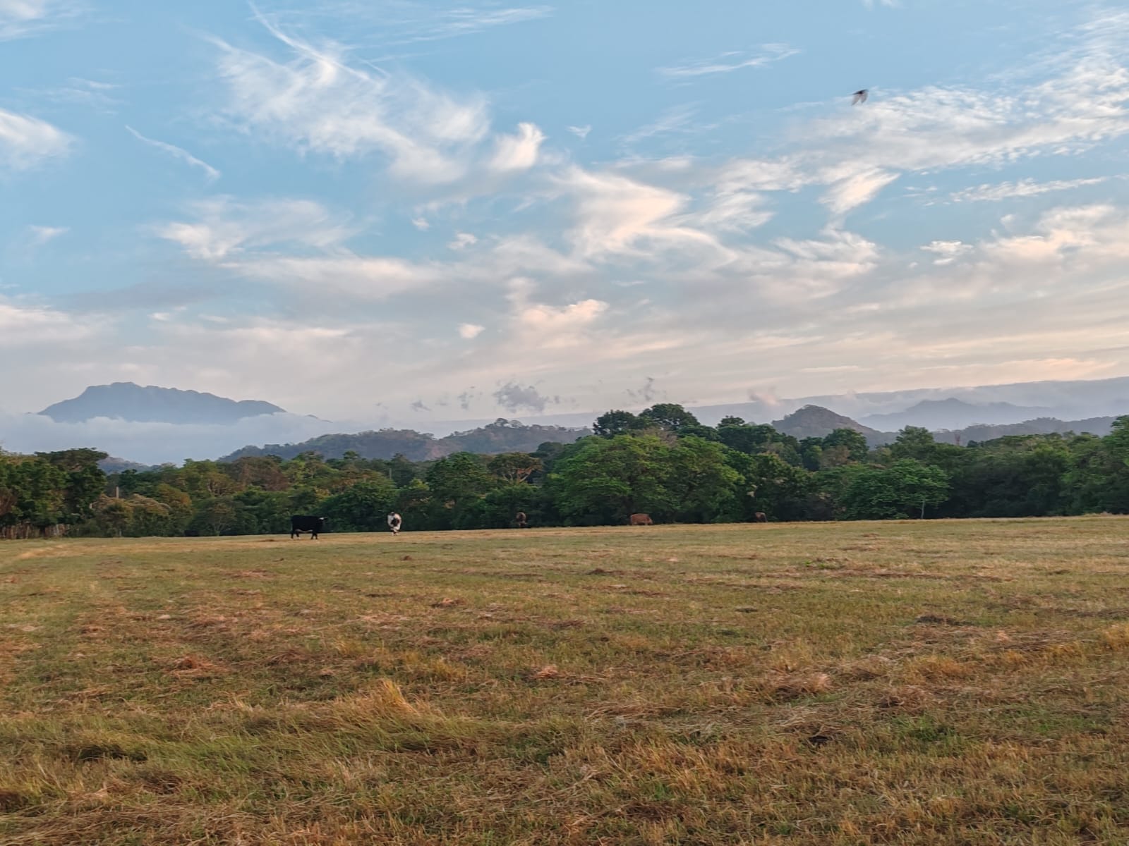 Finca en San Pablo Viejo, David — imagen 2